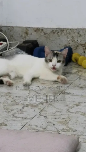 1+ Year Female Mixed Breed Cat