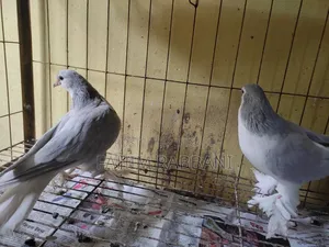 লাহোরি কবুতর