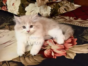 1-3 Months Male Purebred Persian