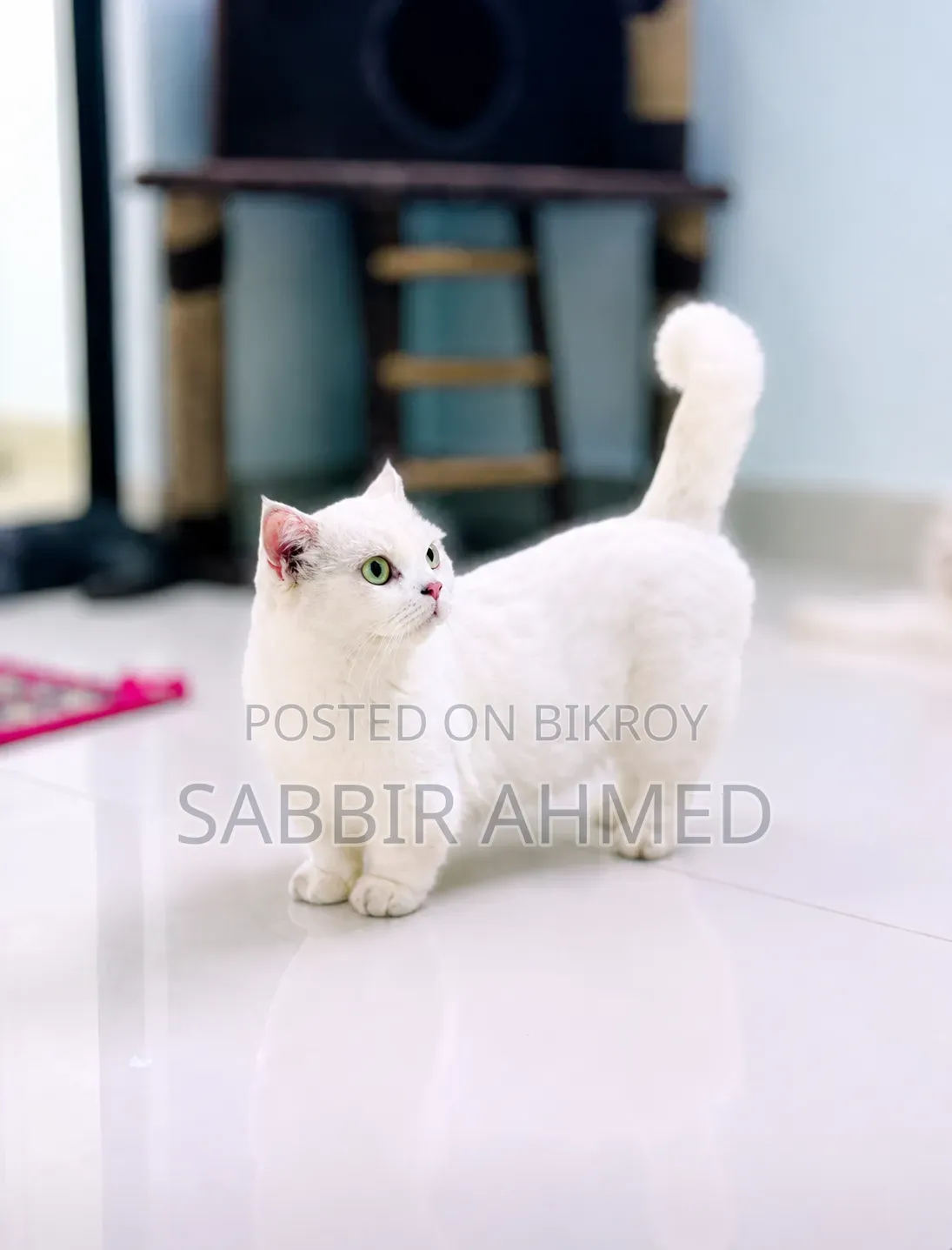 1+ Year Female Purebred Cat