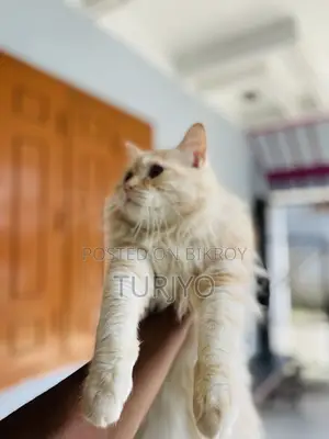 6-12 months Male Purebred Persian
