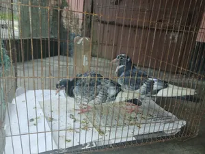কবুতর ১ জোড়া