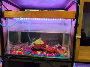 Decorative Glass Aquarium (With LED Light Accessories)
