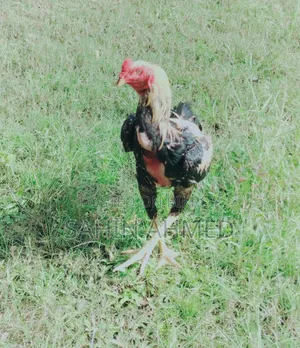 আসিল মুরগা