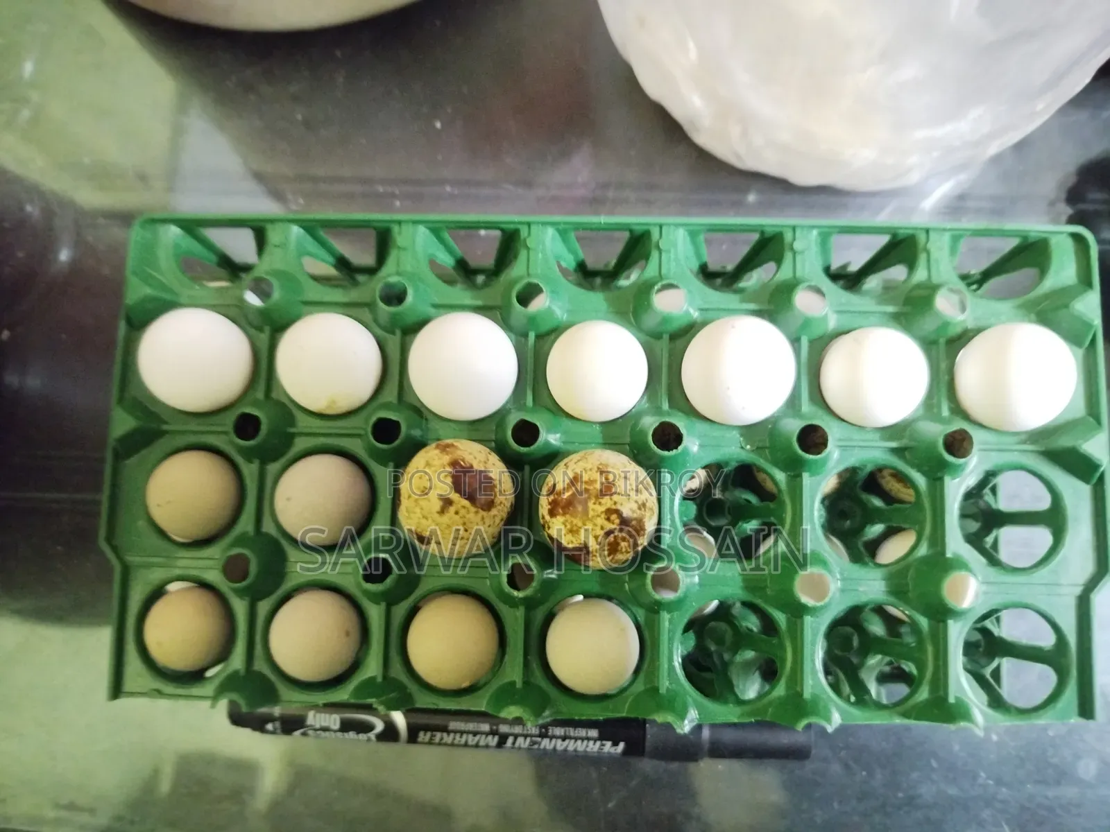 Bobwhite Quail Hatching Eggs