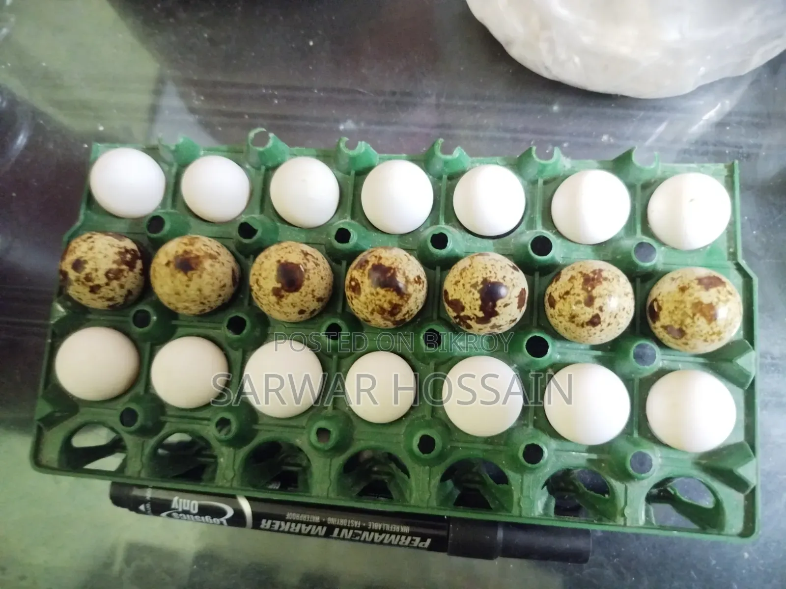 Bobwhite Quail Hatching Eggs