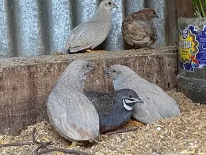 Bobwhite Quail Hatching Eggs