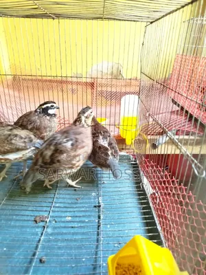 Bobwhite Quail Hatching Eggs
