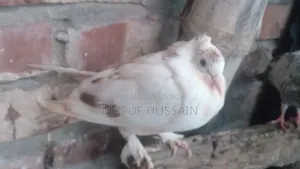 গিরিবাজ কবুতর