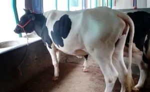 ১৪৪৬নং বকনা উন্নত জাতের ।