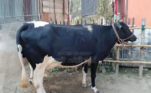 ১৪৪৭ নং গাভী গরু বিক্রয় হবে ।