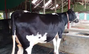 ১৪৪৮নং গাভী গরু।
