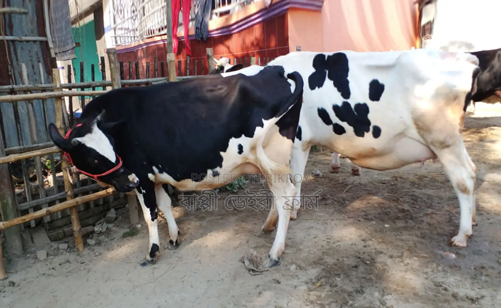 ১৪৪৯ নং ২টি গাভী গরু বিক্রয় হবে ।