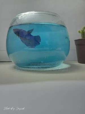 Fighter Fish (Siamese Betta)