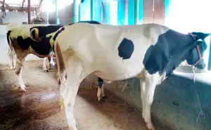 ১৪৫০ নং উন্নত জাতের ৪টি বকনা বিক্রয় হবে ।