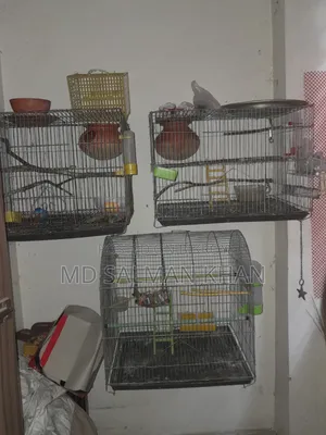 পাখির খাঁচা