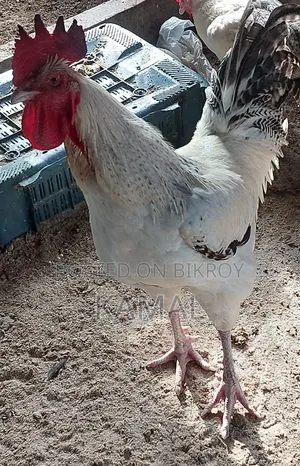 দেশী মোরগ বিক্রি হবে