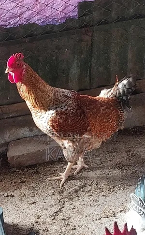 দেশী মোরগ বিক্রি হবে