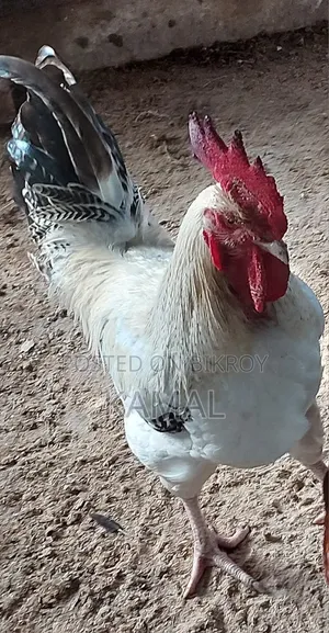 দেশী মোরগ বিক্রি হবে