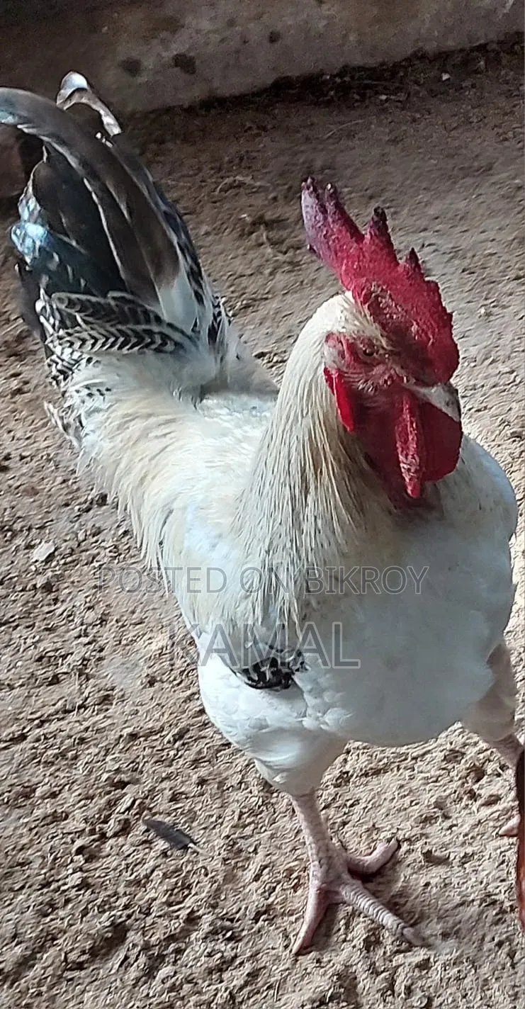 দেশী মোরগ বিক্রি হবে