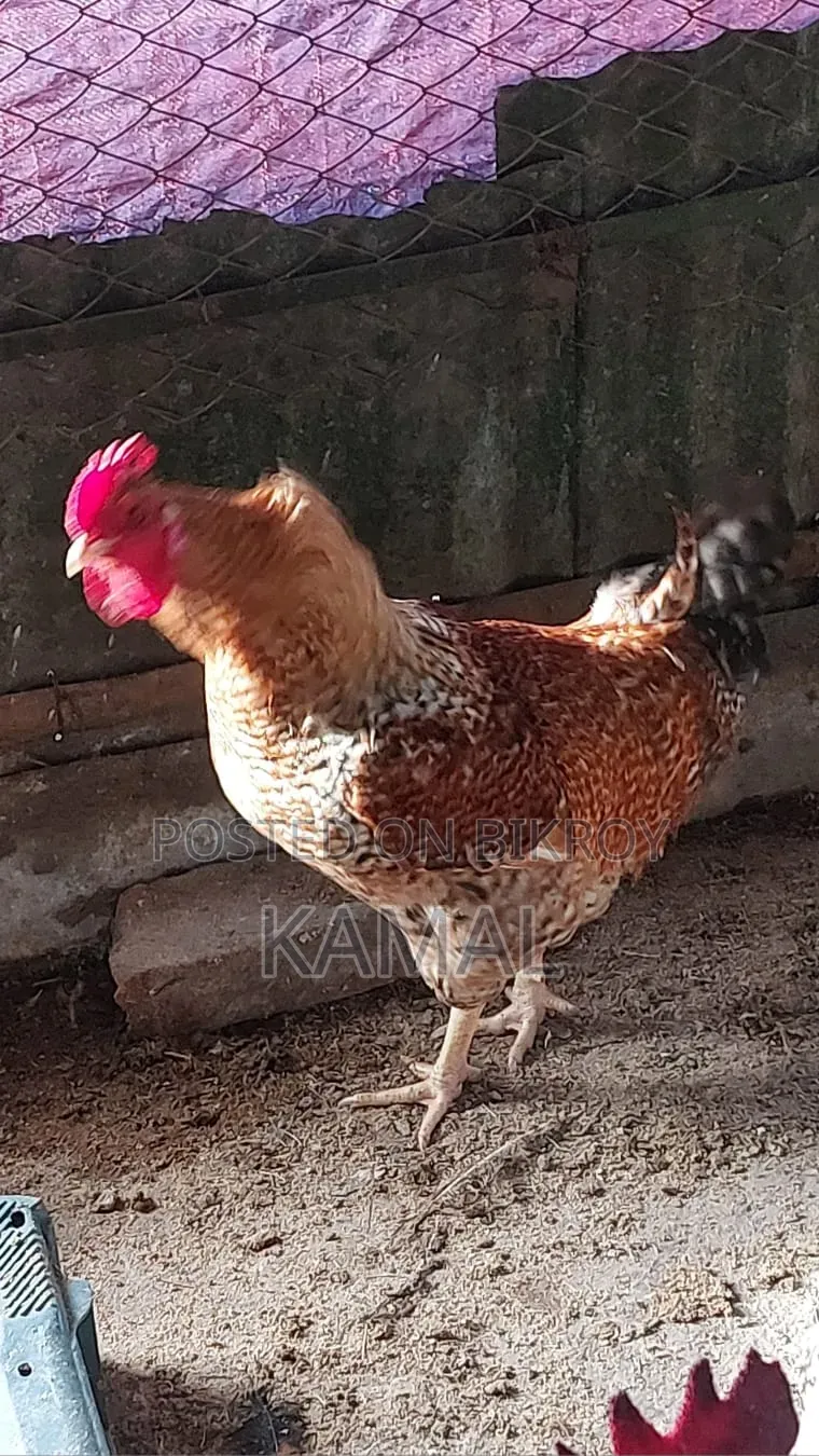 দেশী মোরগ বিক্রি হবে
