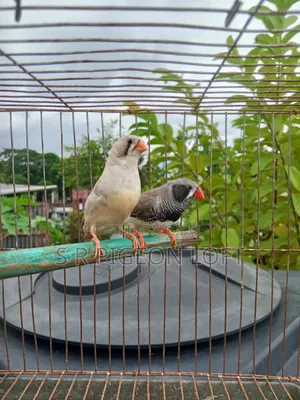 Running Black Face Zebra Finch