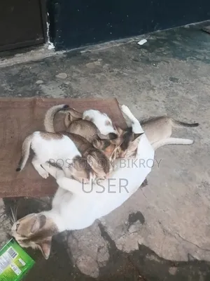 1-3 Months Male Mixed Breed Bengal Cat