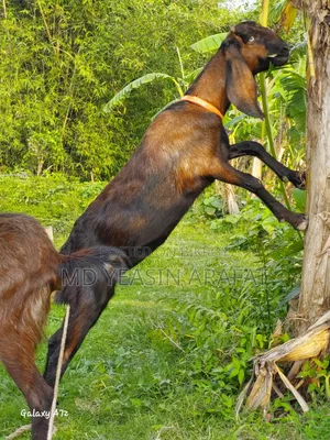 A Totapuri Goat Will Be Sold
