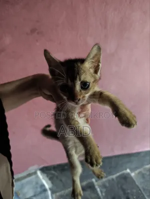 1-3 Months Male Purebred Bengal