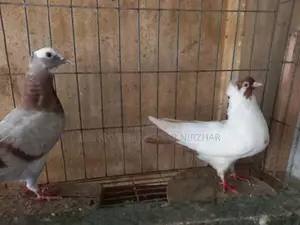 কবুতর পায়রা পিজিয়ন
