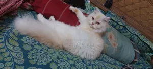 6-12 Months Female Purebred Persian Cat