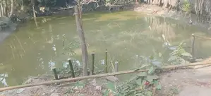 3.5 Satak Land For Sale At 3.5 Lakh Per Satak