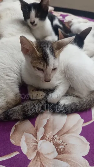 1-3 Months Male Purebred Bengal