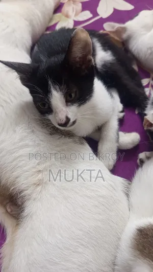 1-3 Months Male Mixed Breed Bengal