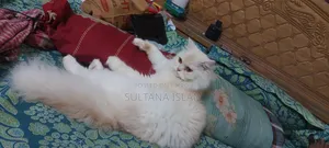6-12 Months Female Purebred Persian Cat