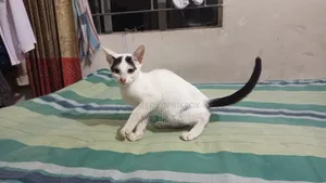1-3 Months Male Mixed Breed Bengal
