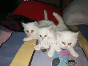 1-3 Months Female Purebred Cat