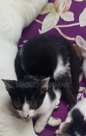 1-3 Months Male Mixed Breed Bengal