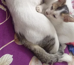 1-3 Months Male Mixed Breed Bengal
