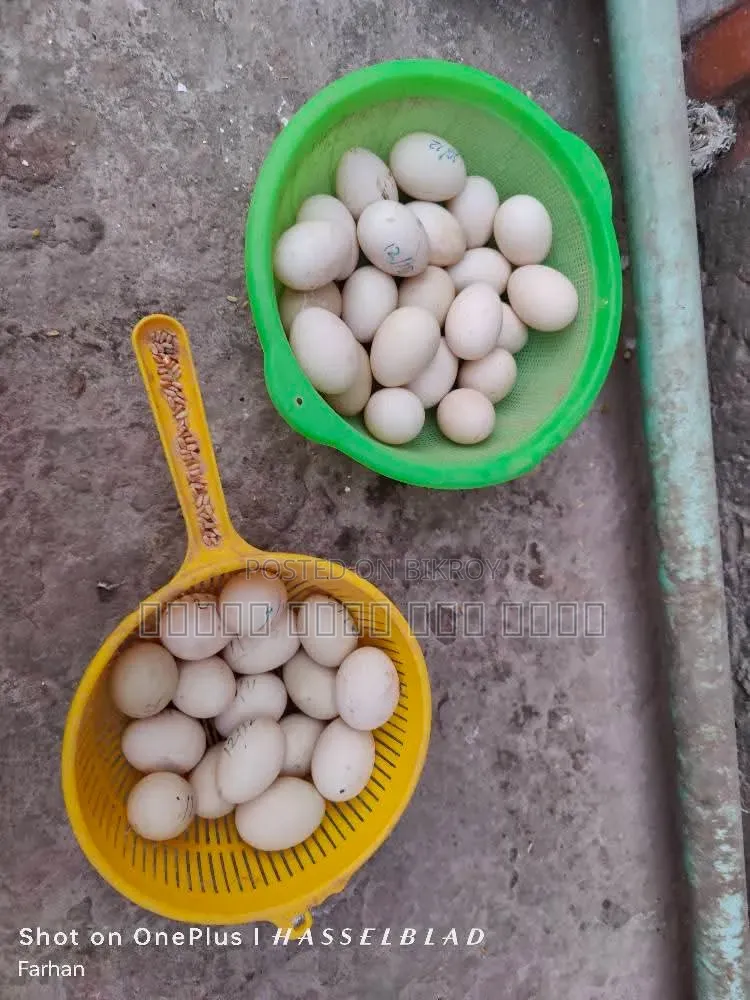 Muscovy Duck Hatching Eggs