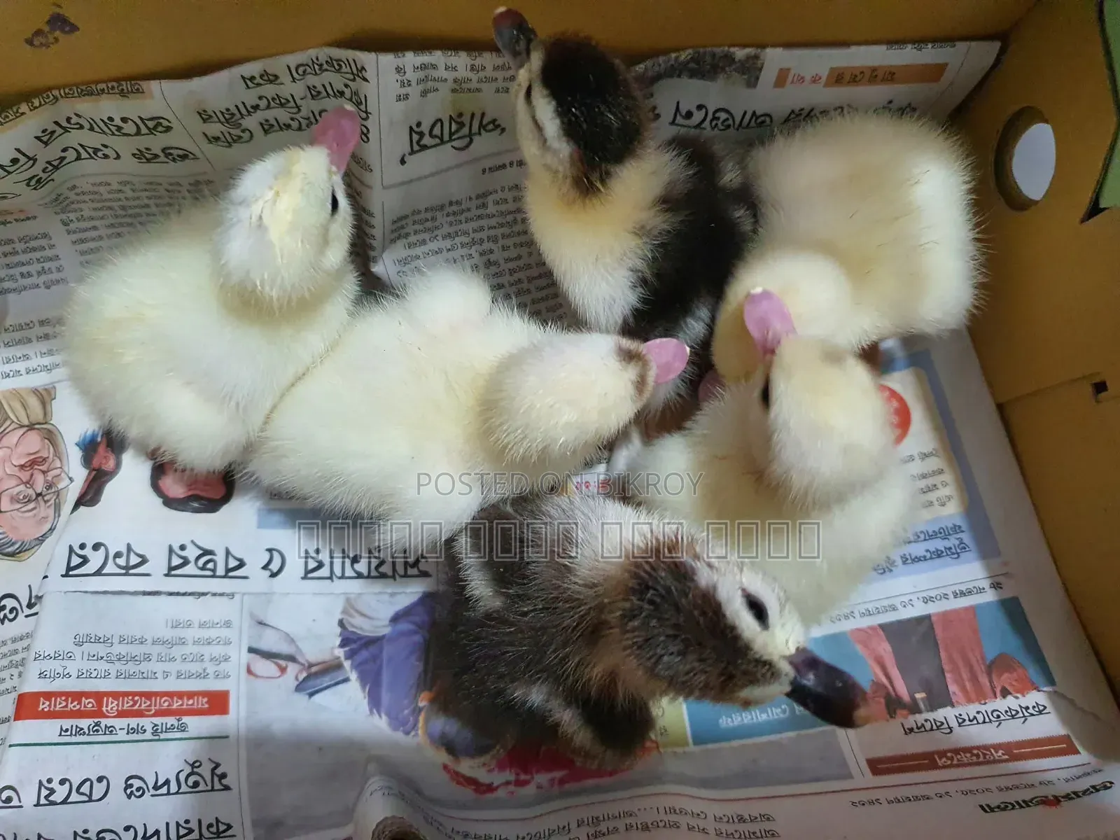 Muscovy Duck Hatching Eggs