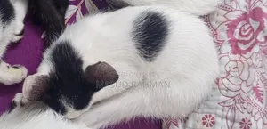 1-3 Months Male Mixed Breed Bengal Cat