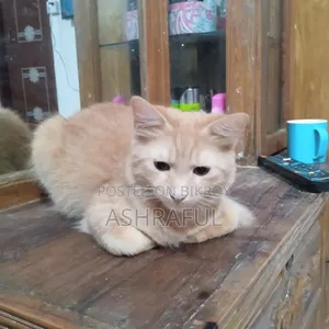 6-12 Months Female Mixed Breed Cat