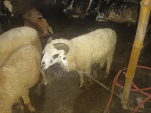 তিনটে ভেড়া বিক্রি হবে দুইটা পাঠি একটা পাঠা দুইটা পাঠিই প্রেগন্যান্ট
