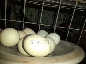 বীজ ডিম ফিসেন্ট