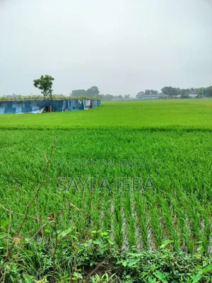 ধানি উর্বর জমি