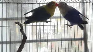 Love Bird Pair