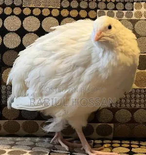 Super Giant Coturnix Quail Seed Eggs
