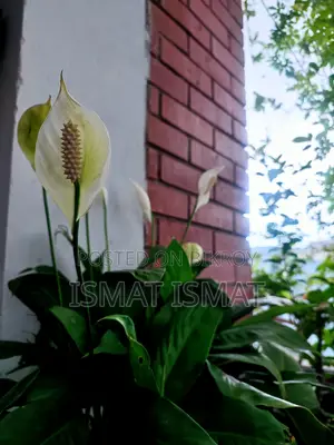 মিরপুরে ফার্নিশড ২ বেডরুমের অ্যাপার্টমেন্ট বিক্রির জন্য