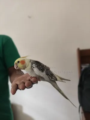 Cockatiel Bird (Tamed)